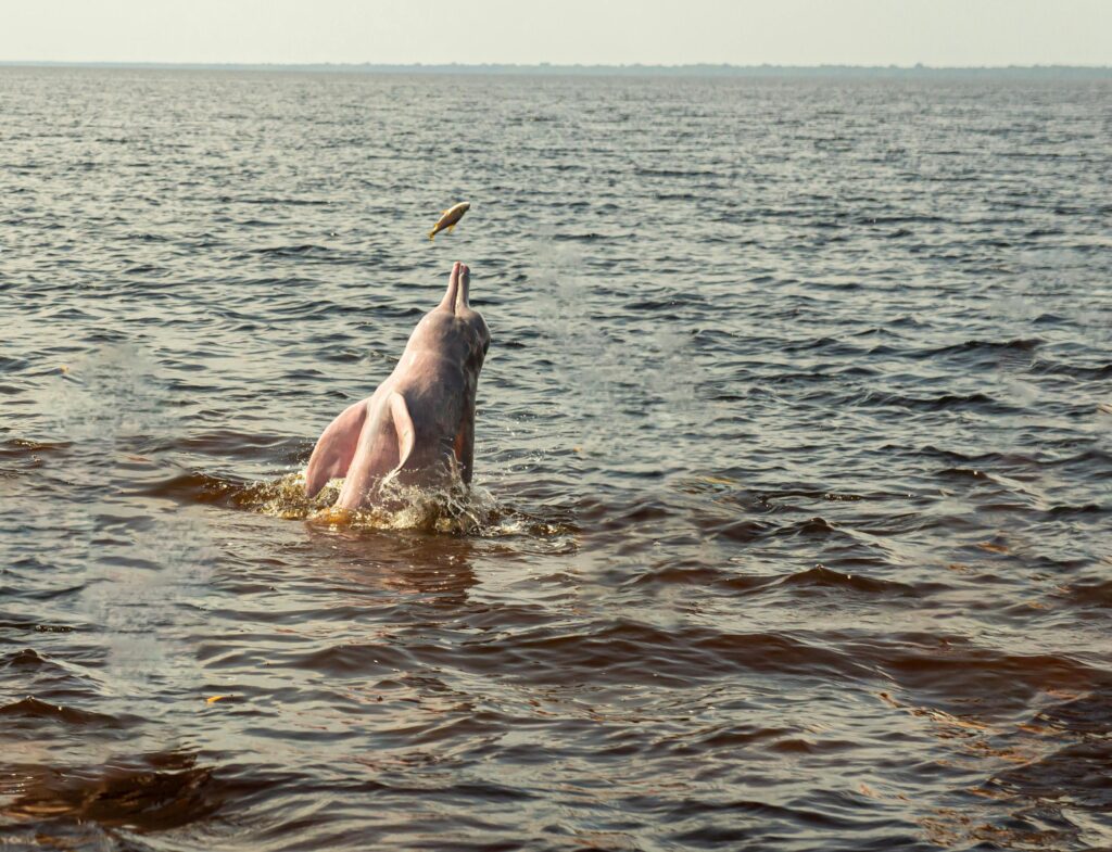 Pink dolphin jumping for a fish in the Amazon River.