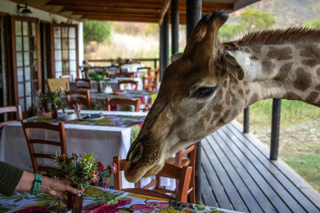 Giraffe at a safari lodge table 