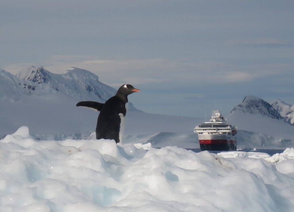 Gentoo penguin standing on sea ice with an expedition ship and Antarctic mountains in the background.