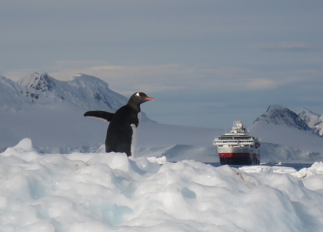 Gentoo penguin on Antarctic ice with HX expedition ship in background