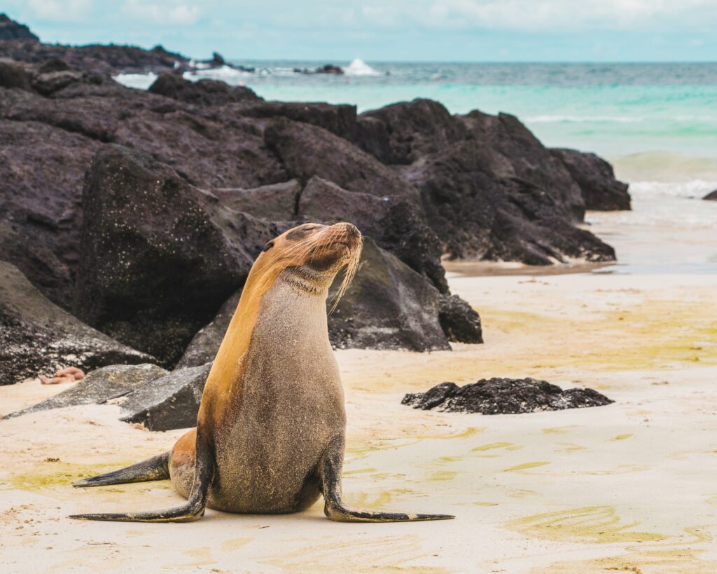 Galápagos sea lion on black lava beach shoreline