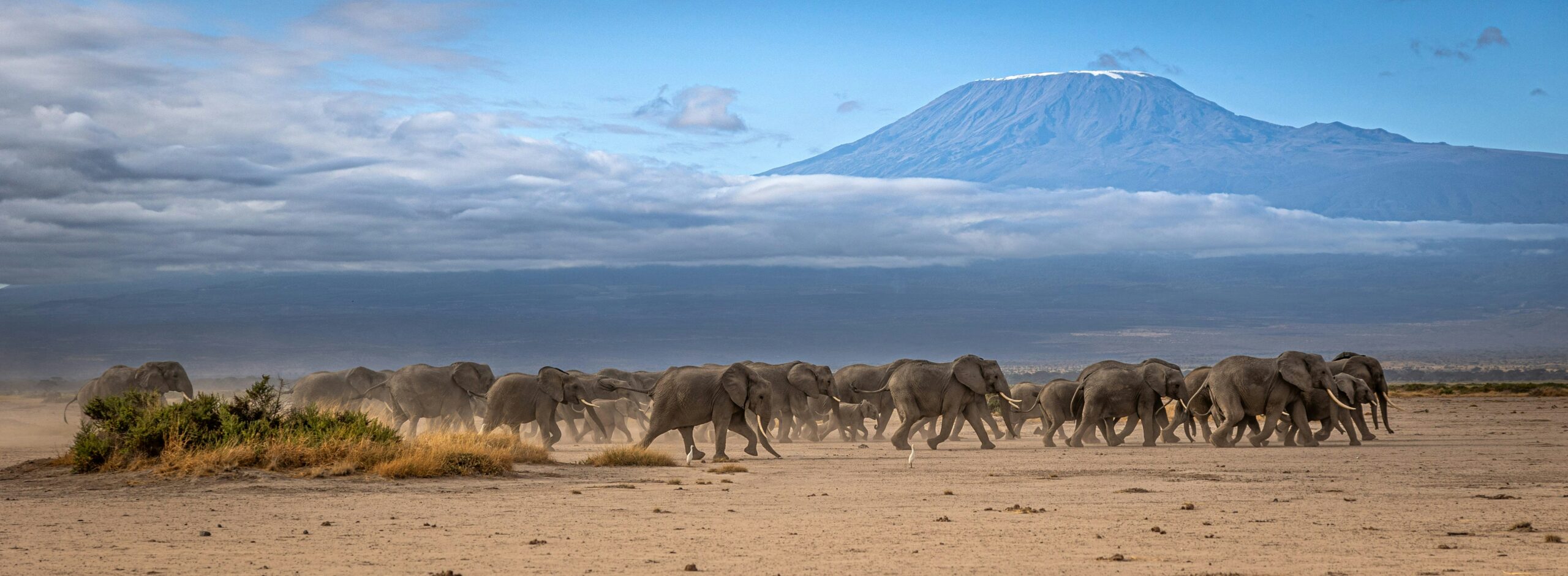 Elephant herd crossing the plains of Amboseli National Park with Mount Kilimanjaro in the background