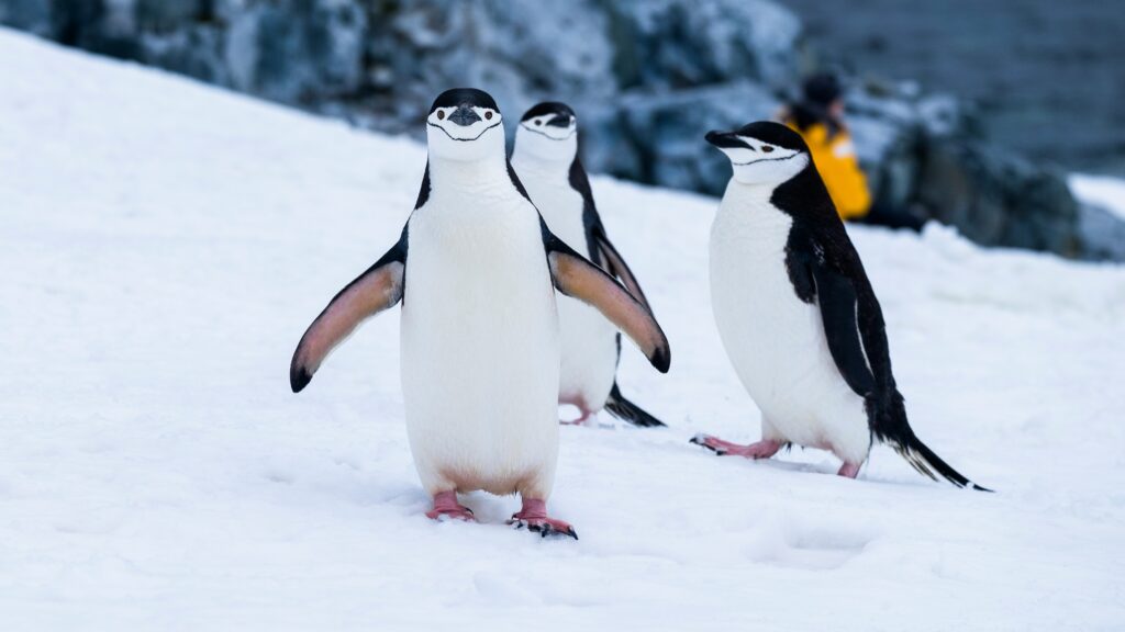 Penguins on snow in Antarctica during the best time to visit.